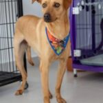 b3449fb2-c575-41fd-ba1e-8b71ca41b4e7-150x150-1