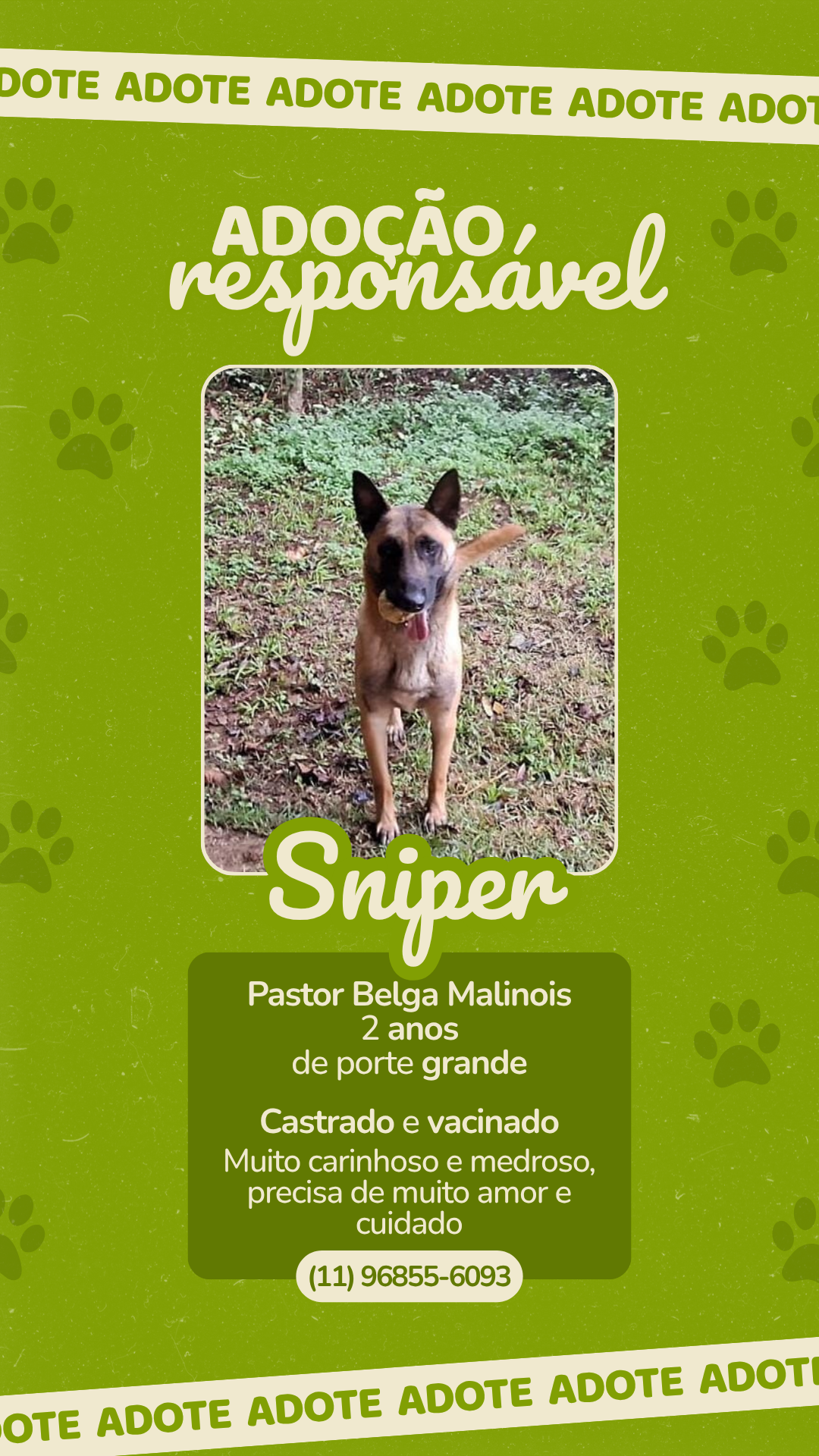 Adocao-responsavel-cachorro-adote-moderno-verde-story-1